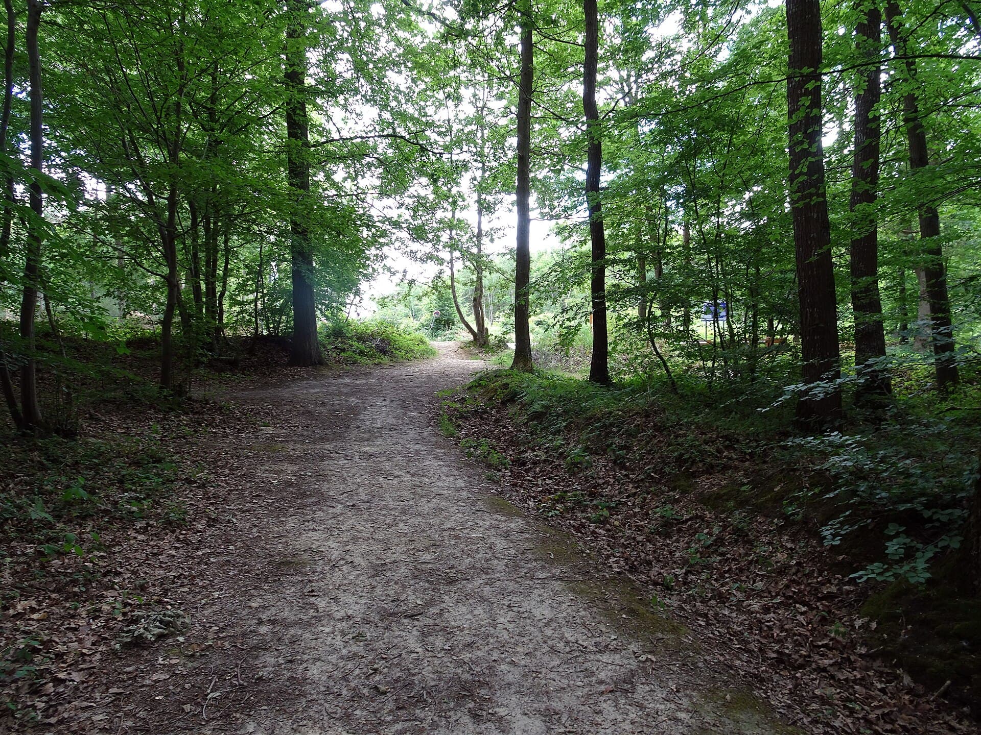 Forêt d'Évreux
